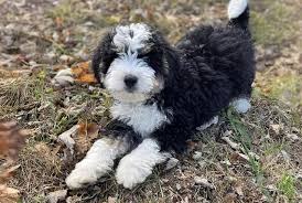 What is a Bernedoodle life expectancy?